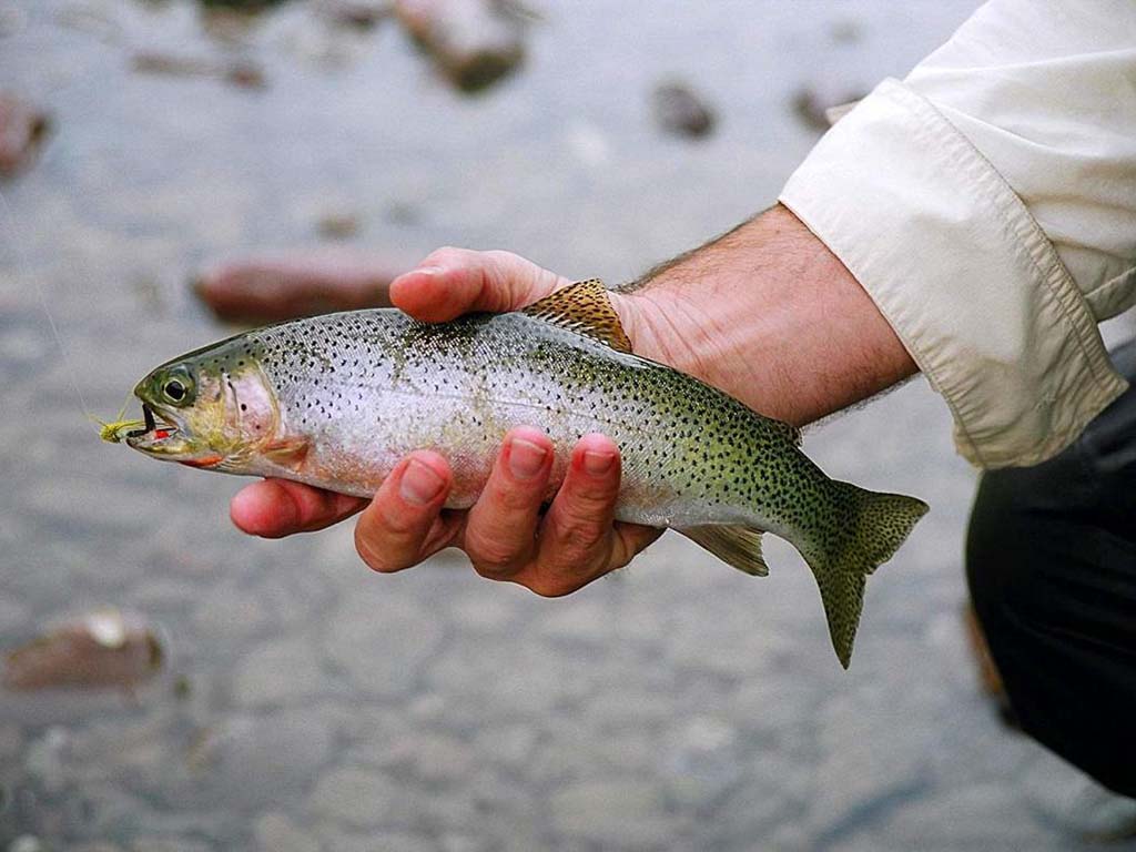 Activities Photo Trout Fishing