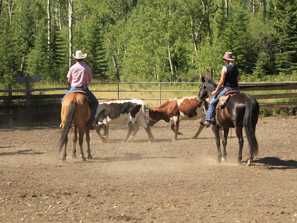 Activities Photo Team Penning