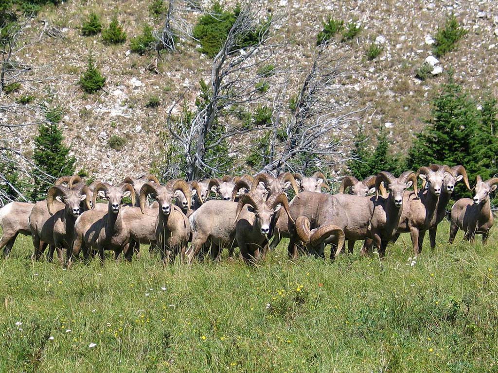 Activities Photo Wildlife Bighorn Sheep