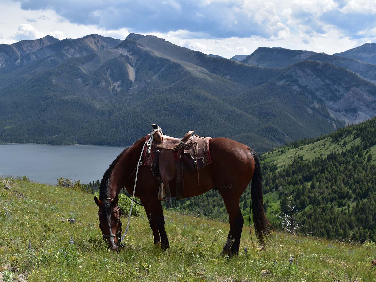 Horseback Riding Maverick
