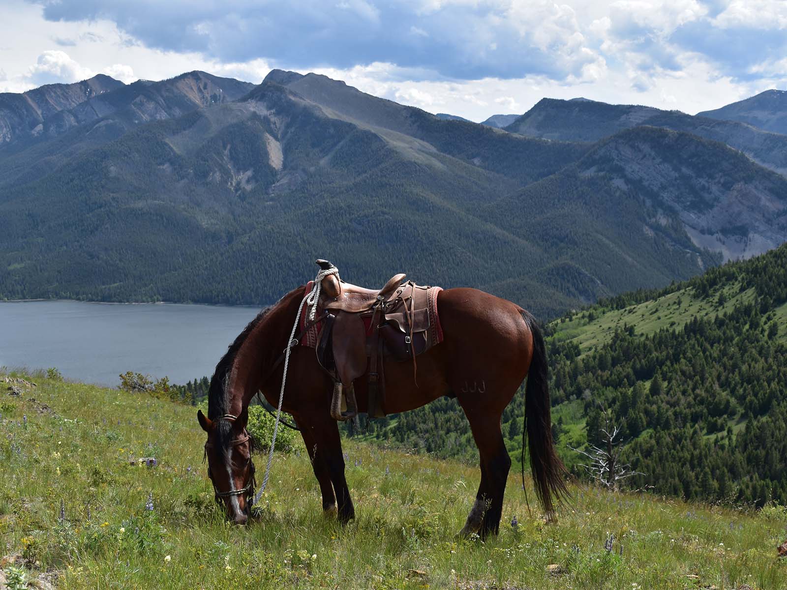 Horseback Riding Maverick