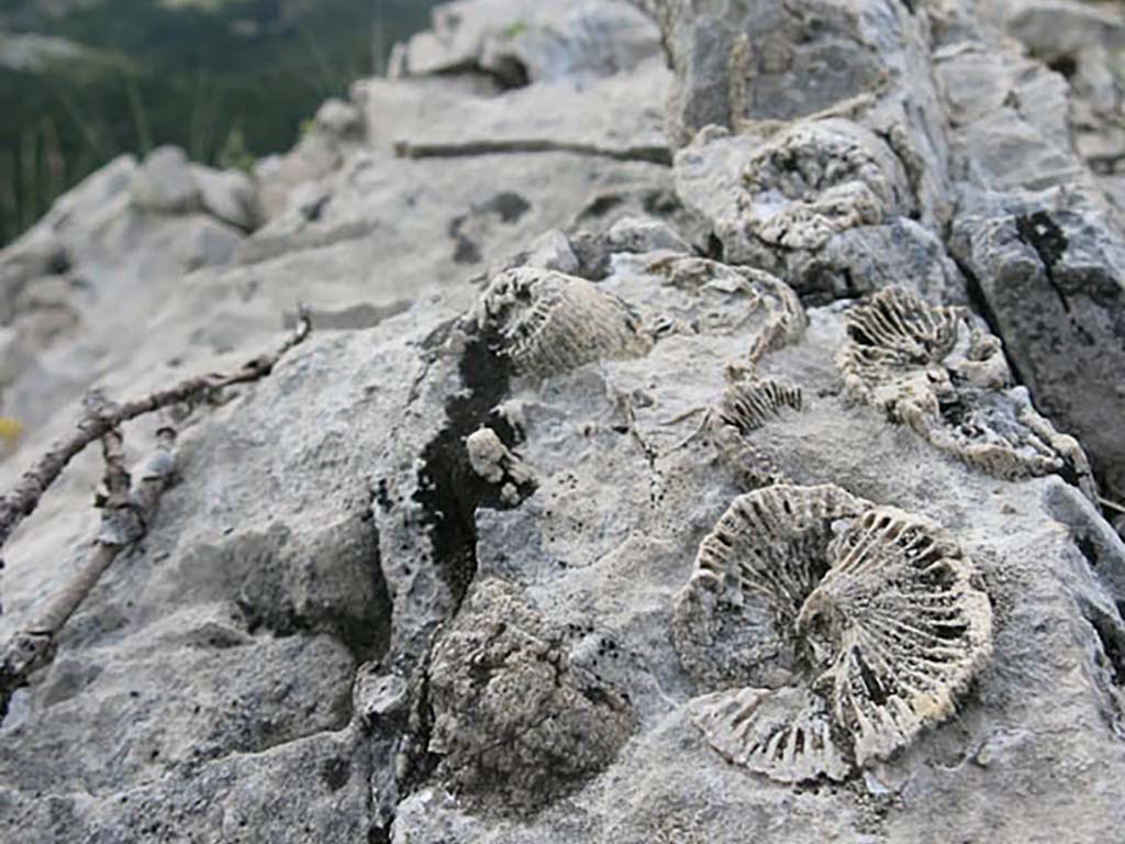 Other Dude Ranch Activities: Mortimer Fossils