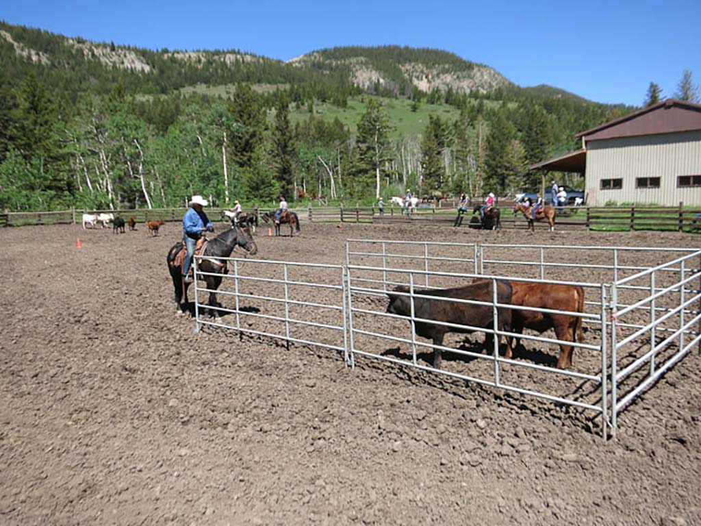 Other Dude Ranch Activities: Team Penning