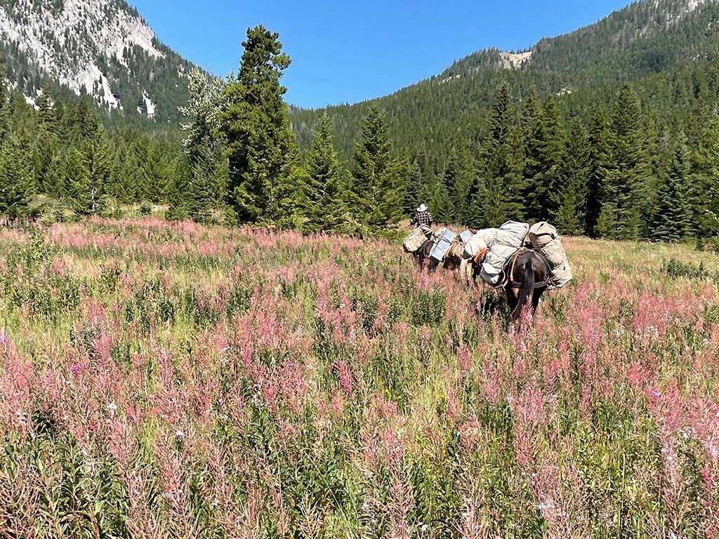 Pack-trips Request Info Pack String and Fireweed