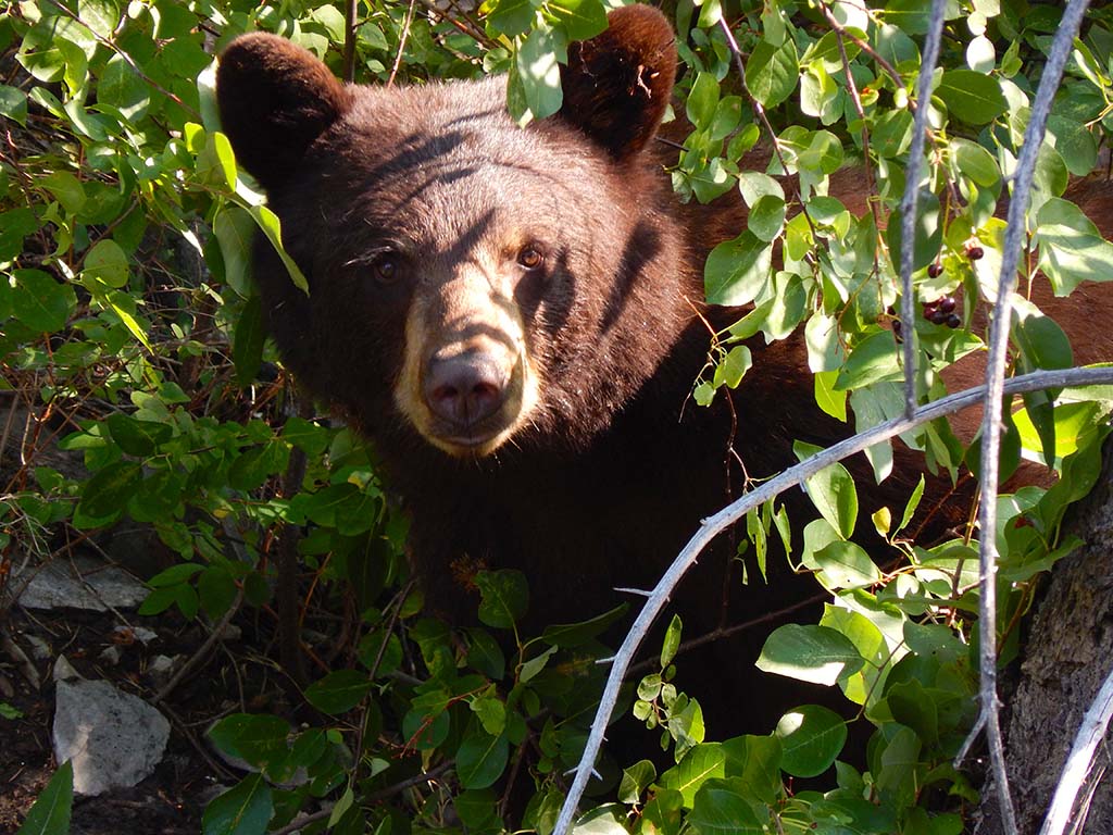 Ranch Activities Bear