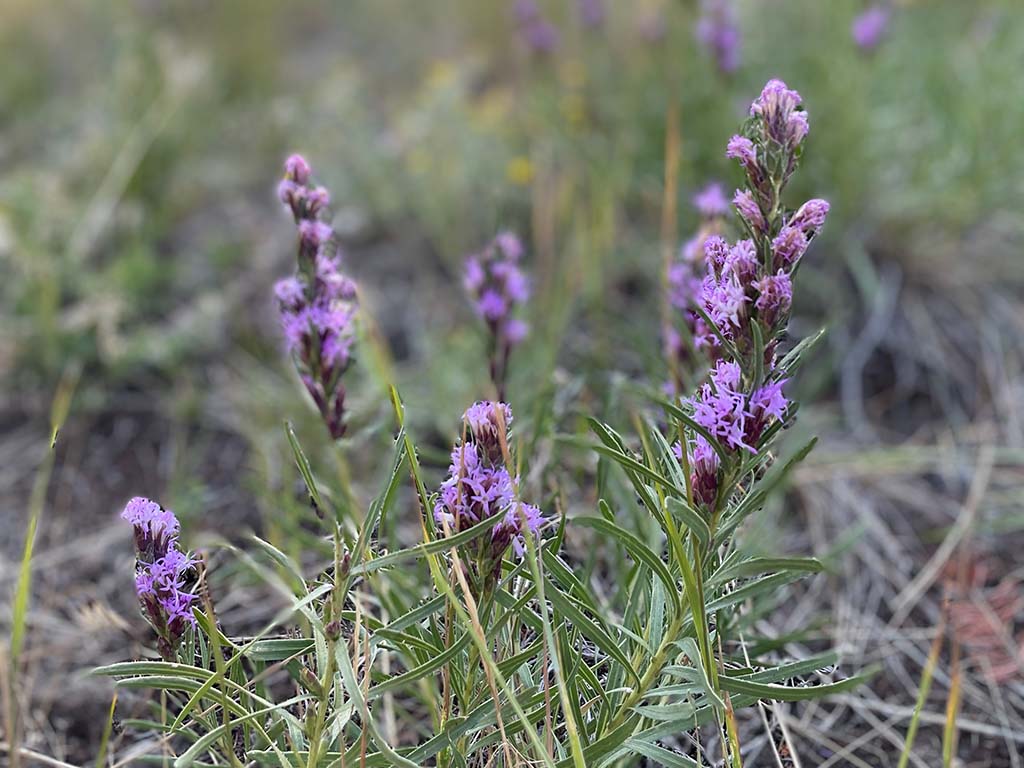 Ranch Activities Purple September Flowers