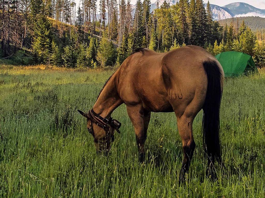 Montana Pack Trips - Horse at Biggs Creek in Bob Marshall Wilderness